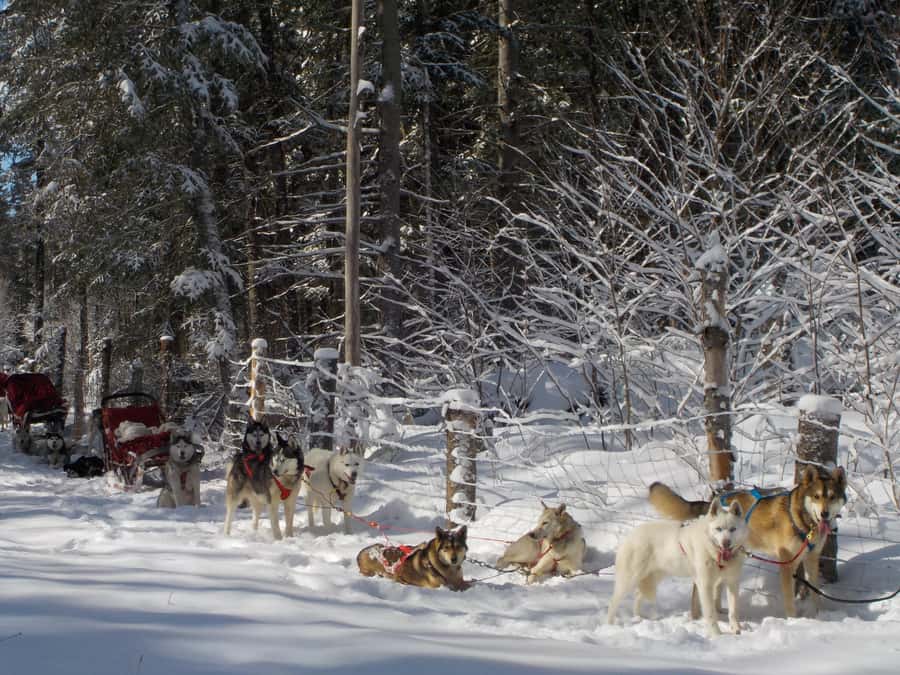 Dogsledding Valley Adventure near Mont-Tremblant - Learning to Drive a Dog Sled