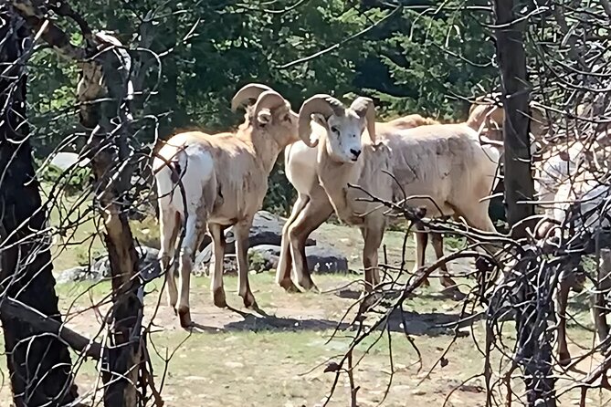 E-Bike Safari Eco Tour - Who should book this Jasper ride?