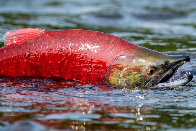 E-Bike Salmon Adventure - Mission Creek Regional Park and the Kokanee salmon