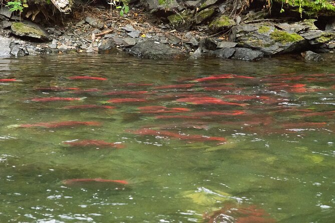 E-Bike Salmon Adventure - Who will enjoy this salmon adventure most?