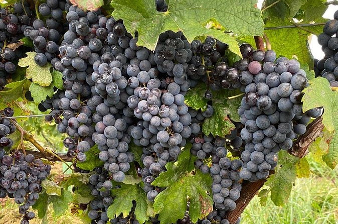 Epic Wine and Waterfall Tour - Who will enjoy this Niagara tour most?