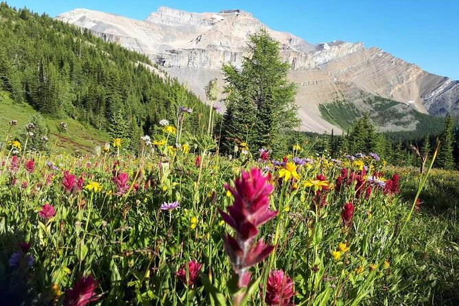 Exclusive Skoki Backcountry Guided Hiking in Lake Louise with Van Shuttle - Key things to know before booking