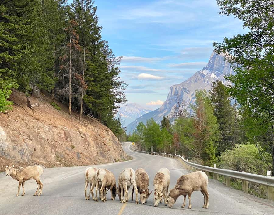 Explore Banff National Park & Lake Louise Day Trip - Starting from Calgary, Canmore, or Banff