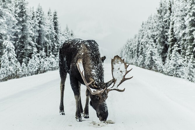 Explore Banff’s Wonders: Lake Louise, Moraine Lake, and Beyond - Why this Calgary departure makes sense