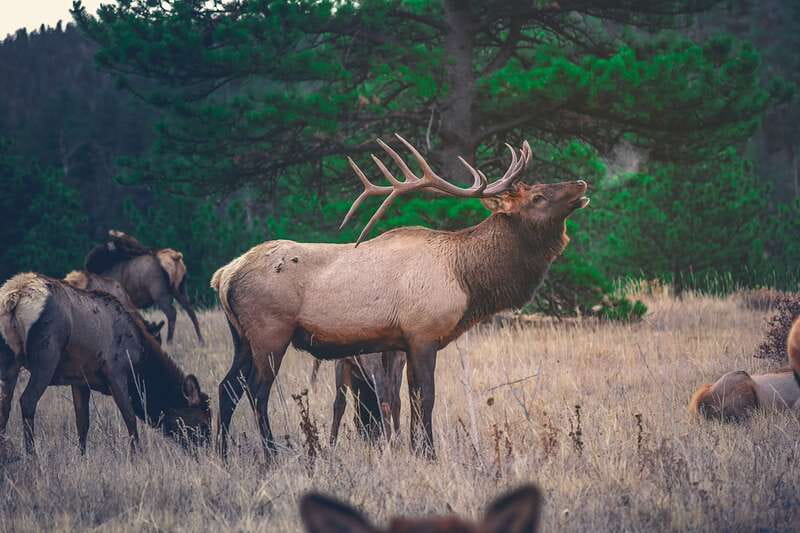From Banff: Banff Wildlife & Scenic Highlights Premium Tour - Surprise Corner and Bow Falls