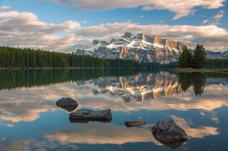 From Banff: Banff Wildlife & Scenic Highlights Premium Tour - What wildlife you might see