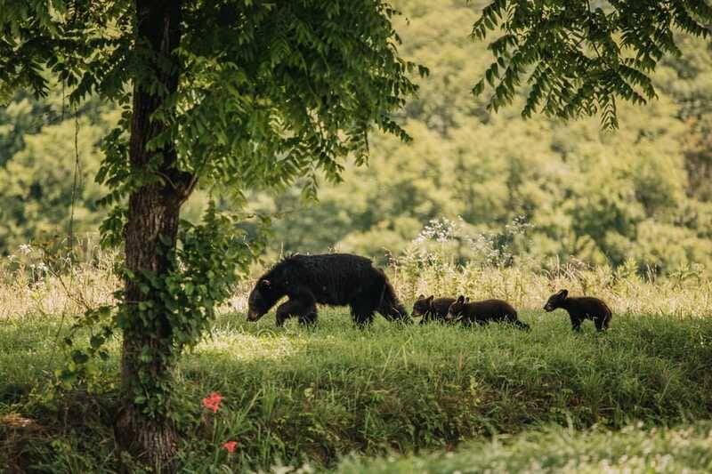 From Banff: Banff Wildlife & Scenic Highlights Premium Tour - Is three hours enough?