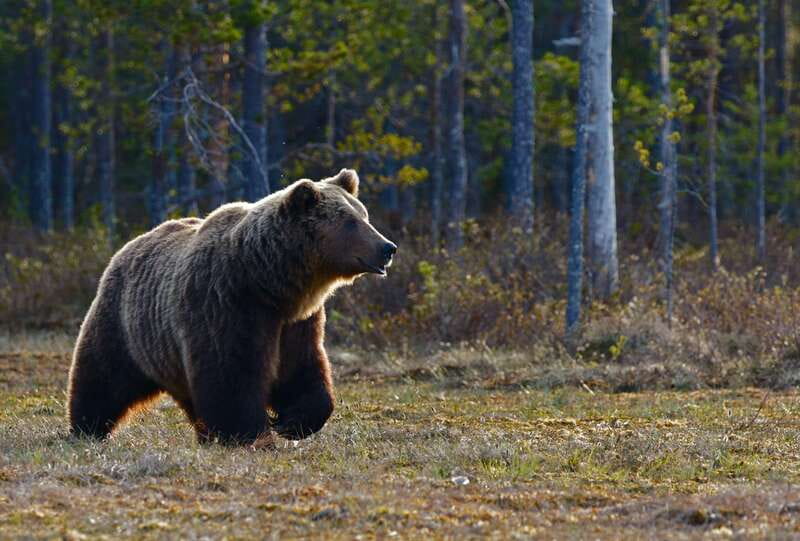 From Banff: Banff Wildlife & Scenic Highlights Premium Tour - The ride through Banff National Park