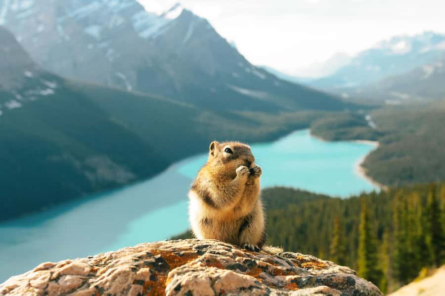 From Banff: Scenic Icefields Parkway Premium Guided Day Tour - Why the Icefields Parkway is worth a full day