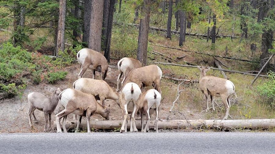 From Calgary to Banff: Day Trip with Wolfdog Sanctuary Visit - Kananaskis Country brings the mountain views