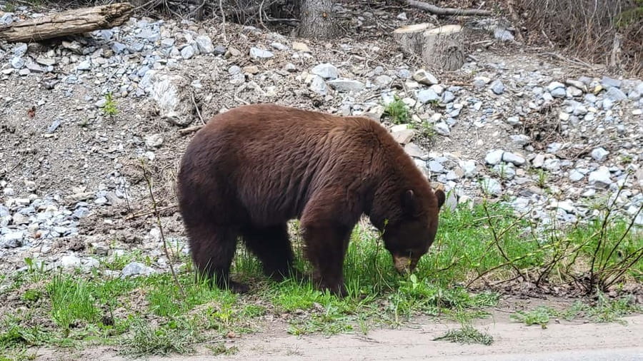 From Calgary to Banff: Day Trip with Wolfdog Sanctuary Visit - Two Jack Lake is quick, so be ready