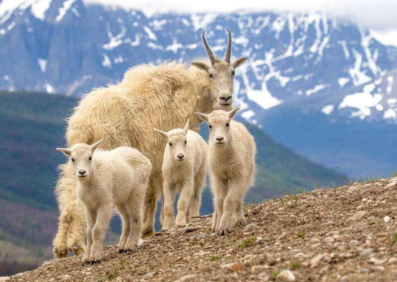 From Jasper: Jasper National Park Wildlife Discovery Tour - Who should book this Jasper wildlife drive?