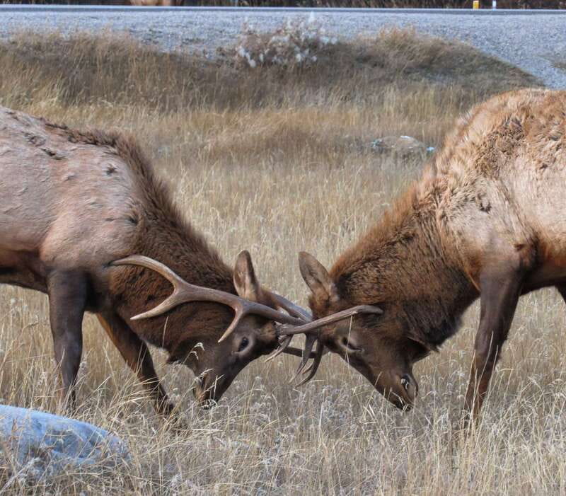 From Jasper: Jasper National Park Wildlife Discovery Tour - Wildlife sightings are exciting, but never promised