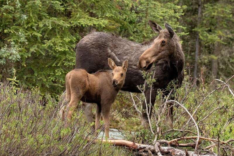 From Jasper: Jasper National Park Wildlife Discovery Tour - Maligne Lake and the route question