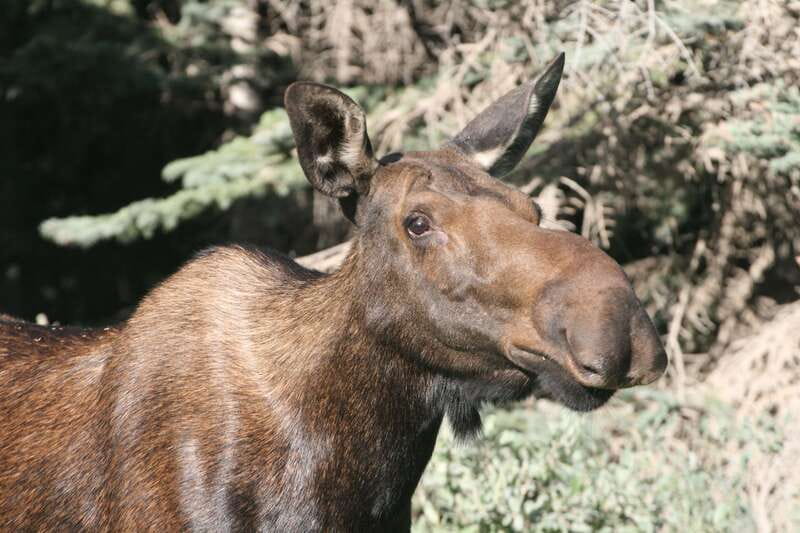 From Jasper: Jasper National Park Wildlife Discovery Tour - The vehicle, group size, and walking level