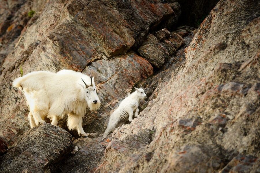 From Jasper: Jasper National Park Wildlife Discovery Tour - Is $66 a good value?