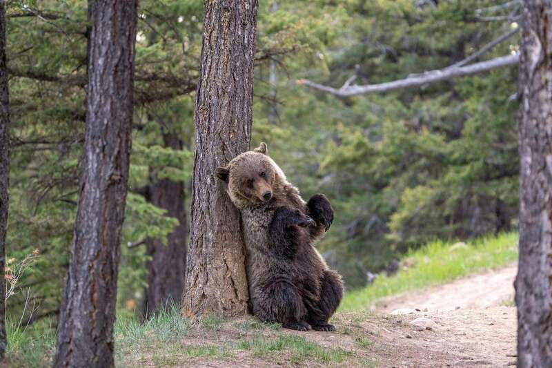 From Jasper: Jasper National Park Wildlife Discovery Tour - The best time and the right expectations