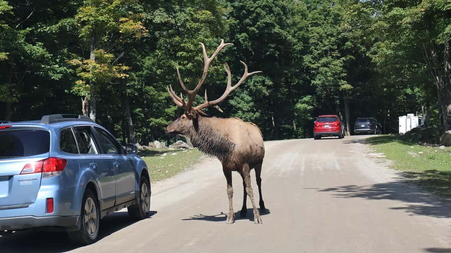 From Montreal: Omega Park Wildlife Safari Calling Sounds - Key points to know before you book
