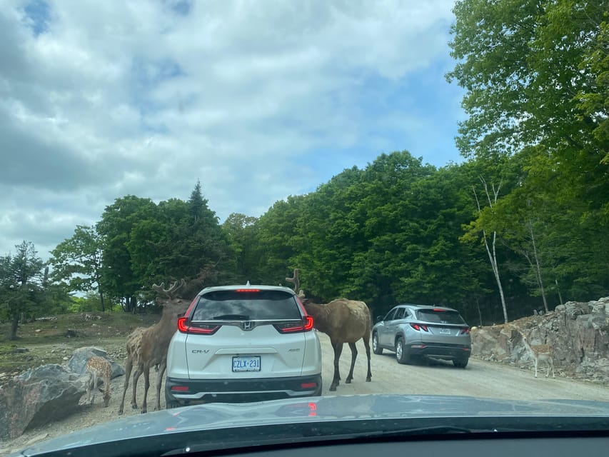 From Montreal: Omega Park Wildlife Safari Calling Sounds - Clothing, weather, and practical preparation