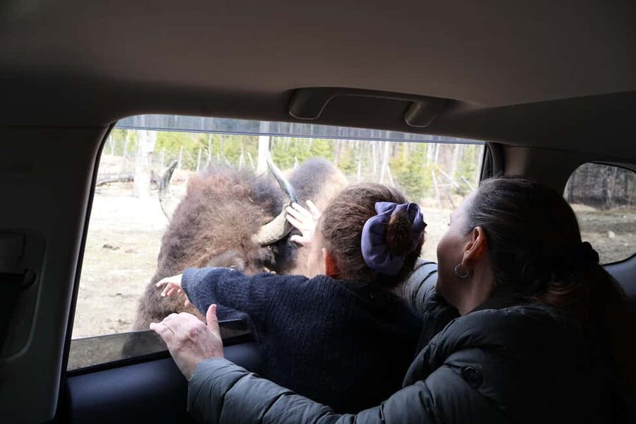 From Montreal: Omega Park Wildlife Safari Calling Sounds - Leaving Montreal for Omega Park near Montebello