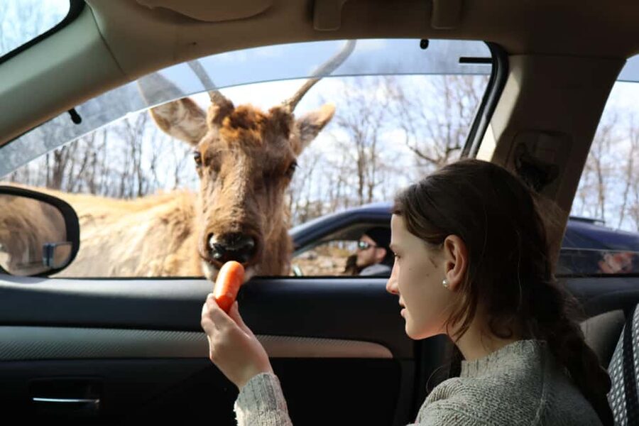 From Montreal: Omega Park Wildlife Safari Calling Sounds - How the special sound devices work