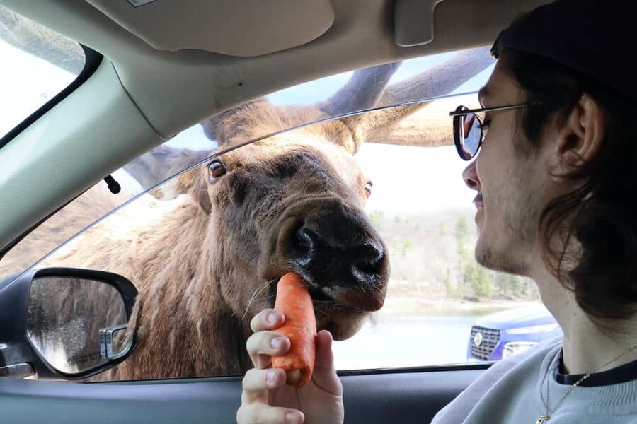 From Montreal: Omega Park Wildlife Safari Calling Sounds - Ethical feeding and close encounters