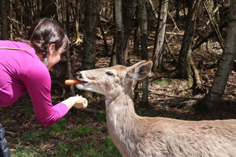 From Montreal: Omega Park Wildlife Safari Calling Sounds - The 45-minute break at Montebello Lodge