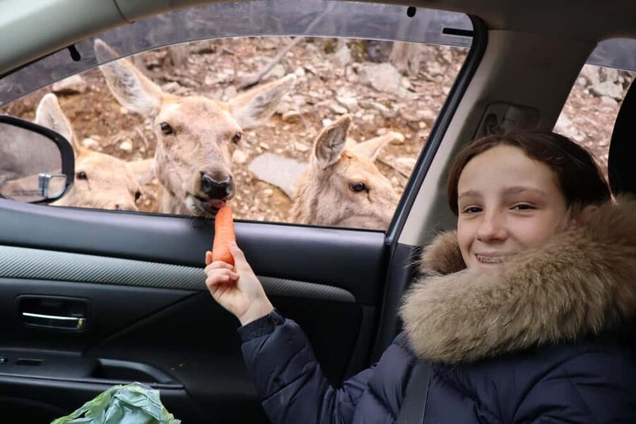 From Montreal: Omega Park Wildlife Safari Calling Sounds - The second and third park sections