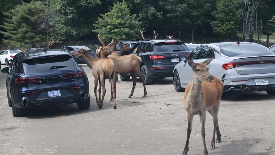 From Montreal: Omega Park Wildlife Safari Calling Sounds - Is $264 per person a fair price?
