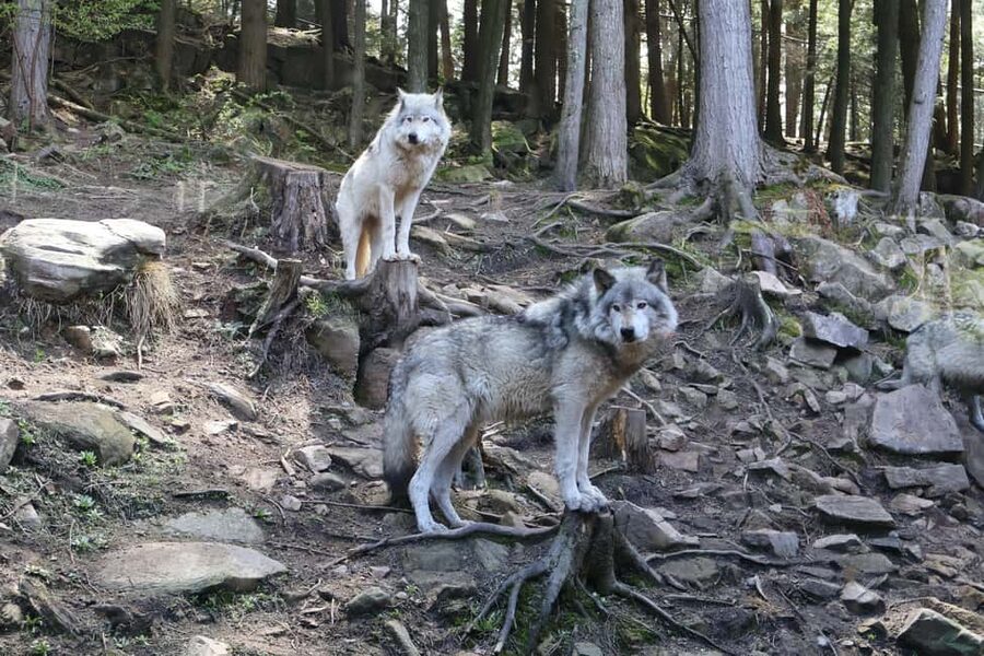 From Montreal: Omega Park Wildlife Safari Calling Sounds - The first two hours inside Omega Park