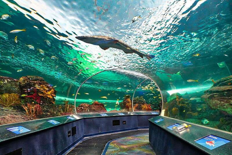 From Montreal: Toronto, Niagara Falls & 1000 Islands Tour - Guides, drivers, and language support