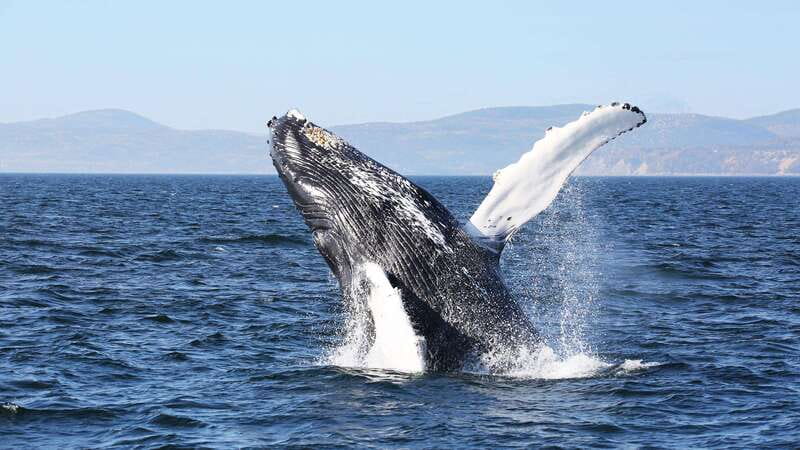 From Quebec City: Whale Watching Excursion Full-Day Trip - Why this Québec City day trip works