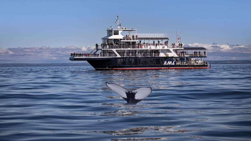 From Quebec City: Whale Watching Excursion Full-Day Trip - Baie-Sainte-Catherine and the launch area