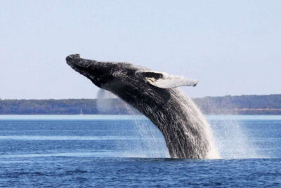 Whale Watching Excursion Full-Day Trip