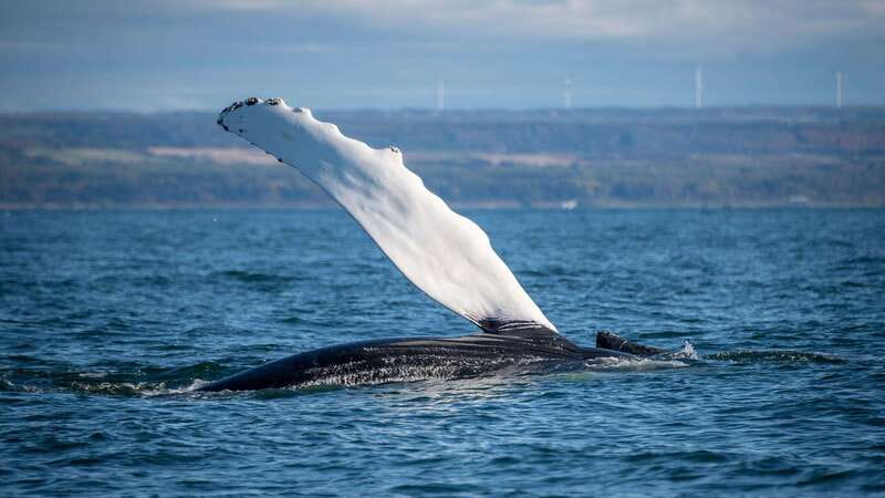 From Quebec City: Whale Watching Excursion Full-Day Trip - Choosing the Zodiac