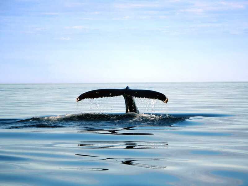 From Quebec City: Whale Watching Excursion Full-Day Trip - The Saguenay Fjord is part of the reward