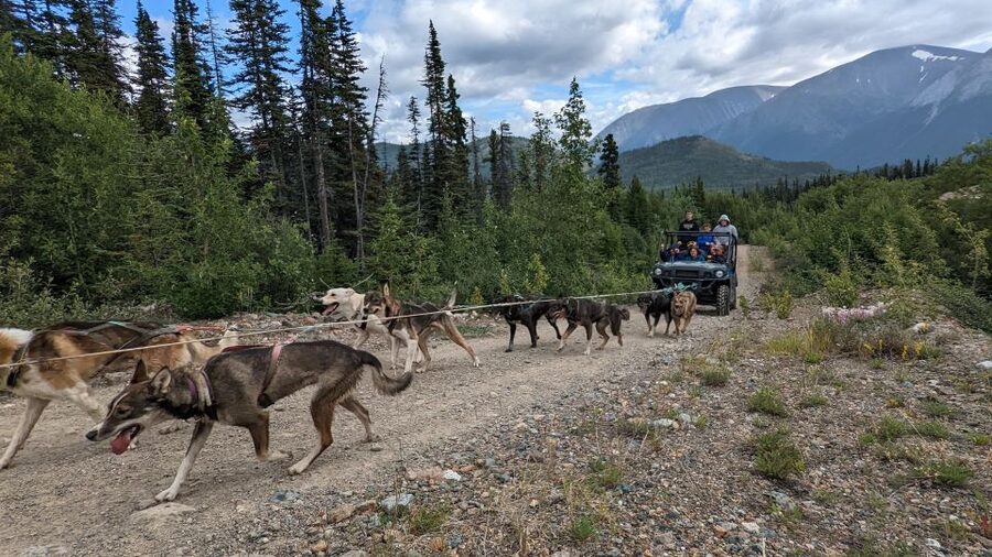 From Skagway: Yukon Sled Dog Mushing & White Pass Combo - Puppy time, family appeal, and the summer cart ride