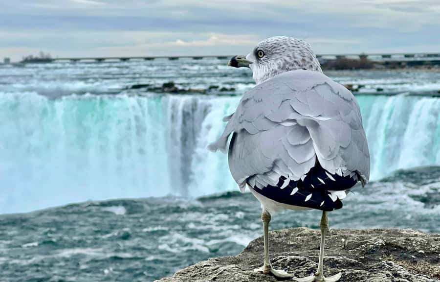 From Toronto: Niagara Falls Tour + Boat Ride and/or Journey - Hornblower Boat Cruise: the strongest optional upgrade