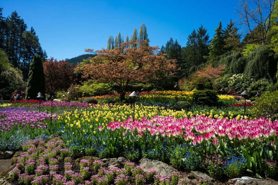 From Vancouver: Butchart Gardens & Victoria Sightseeing Tour - The return ferry and the long ride back