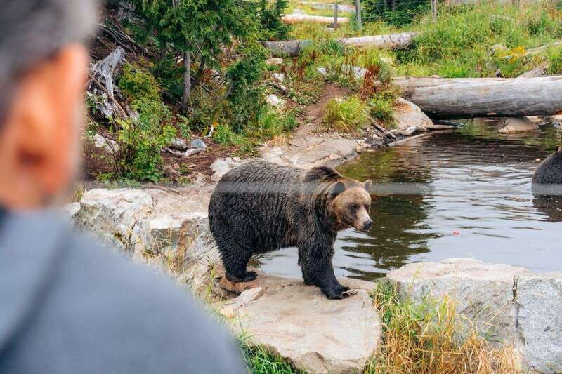 From Vancouver: Capilano Suspension Bridge & Grouse Mountain - Capilano River Hatchery and the salmon story