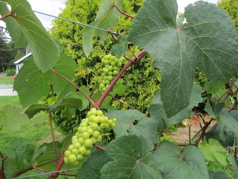 From Vancouver: Half-Day Fraser Valley Wine Tour - Key points to know before booking