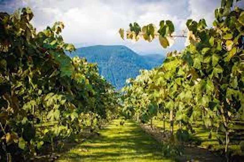 From Vancouver: Half-Day Fraser Valley Wine Tour - Festina Lente offers a change from standard wine
