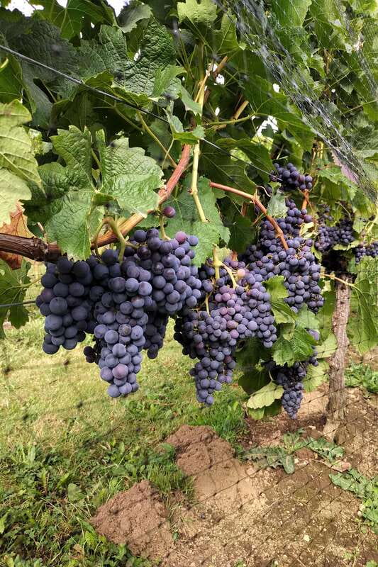 From Vancouver: Half-Day Fraser Valley Wine Tour - What the guide adds to the experience