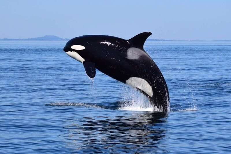 From Victoria: Whale Watching Tour by Zodiac Boat - Why the Zodiac makes a difference