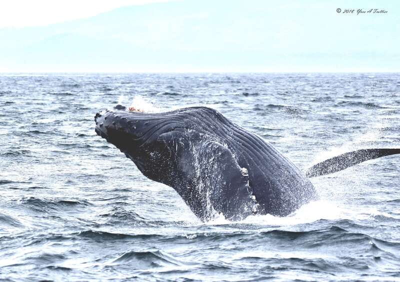 From Victoria: Whale Watching Tour by Zodiac Boat - The first minutes on the Salish Sea