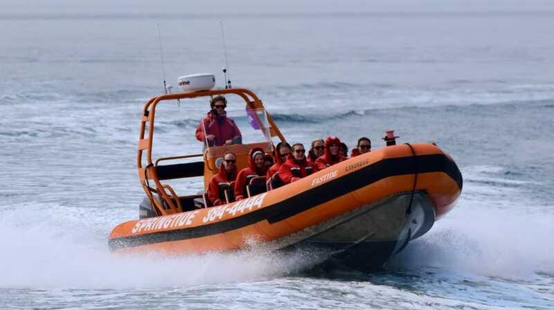 From Victoria: Whale Watching Tour by Zodiac Boat - Searching for killer whales and humpbacks