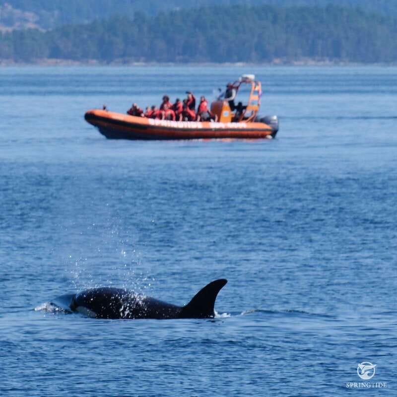 From Victoria: Whale Watching Tour by Zodiac Boat - The supporting cast: seals, sea lions, and birds