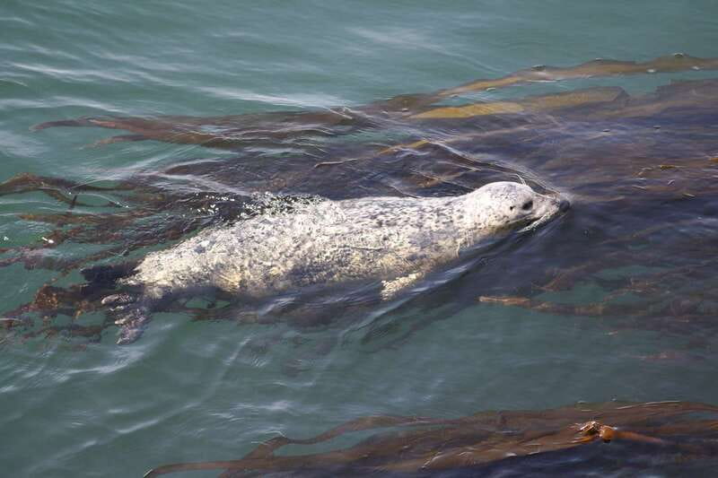 From Victoria: Whale Watching Tour by Zodiac Boat - The guide can make or break the outing