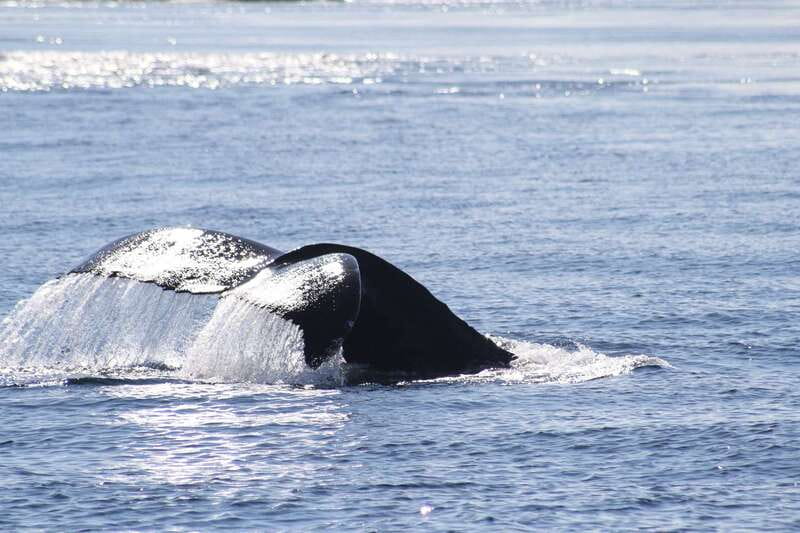 From Victoria: Whale Watching Tour by Zodiac Boat - Is $138 a fair price?