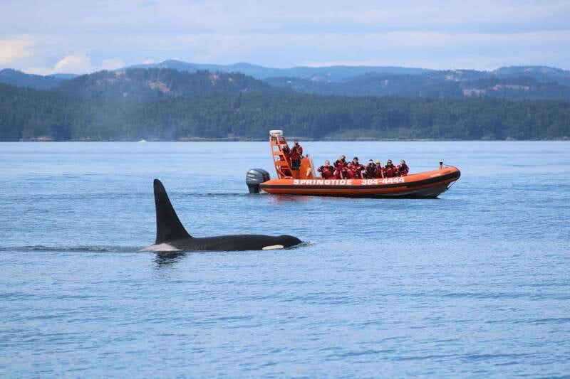 From Victoria: Whale Watching Tour by Zodiac Boat - Meeting SpringTide on Wharf Street